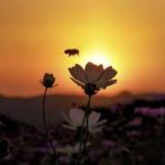 Притча о том, как советник советник Лю оценил помощь мух.